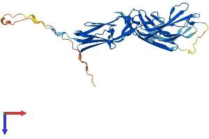 AlphaFold protein structure predicition of Human Recombinant MYBPHL Protein, UniprotID A2RUH7