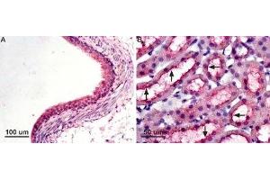 Expression of AQP7 in rat kidney - Immunohistochemical staining of paraffin-embedded rat kidney sections using Anti-Aquaporin 7 Antibody (ABIN7042943, ABIN7045203 and ABIN7045204), (1:100). (Aquaporin 7 anticorps  (Intracellular, N-Term))
