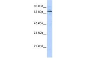 Image no. 1 for anti-Tripartite Motif Containing 6 (TRIM6) (AA 215-264) antibody (ABIN6742507) (TRIM6 anticorps  (AA 215-264))
