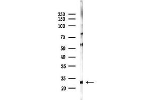 Western blot analysis of lysates from Rat testis, using GAAP Antibody at 1/1000 dilution.