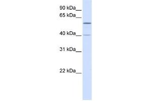 Western Blotting (WB) image for anti-Tripartite Motif Containing 49 (TRIM49) antibody (ABIN2458729) (TRIM49 anticorps)