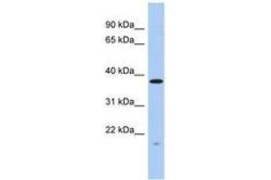 Image no. 1 for anti-RWD Domain Containing 2A (RWDD2A) (AA 35-84) antibody (ABIN6743643) (RWDD2A anticorps  (AA 35-84))