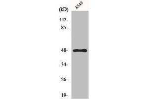 Western Blot analysis of HuvEc cells using GPR83 Polyclonal Antibody (GPR83 anticorps  (C-Term))