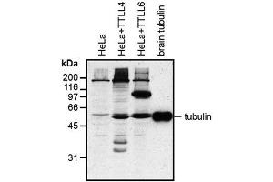 Western blot analysis of protein glutamylation with MAb to polyglutamylation modification (GT335) . (Polyglutamylation anticorps)