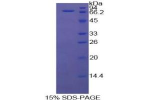SDS-PAGE analysis of Cow HSPA1A Protein. (HSP70 1A Protéine)