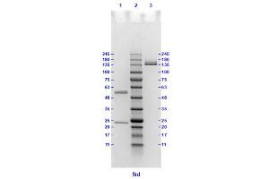 Coomassie stained SDS-PAGE results using Anti-Hemagglutinin (HA) (Mouse) Monoclonal Antibody clone 16E7 separated in a 4-20 % gradient gel. (Hemagglutinin anticorps)