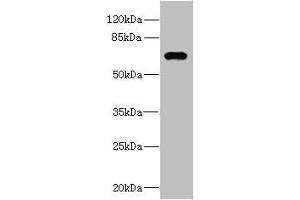 Western blot All lanes: NRBP1 antibody at 1. (NRBP1 anticorps  (AA 406-535))