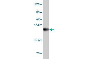 Western Blot detection against Immunogen (37.