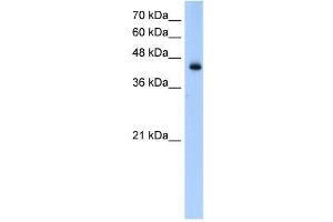 ACADL antibody used at 0. (ACADL anticorps  (N-Term))