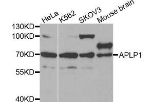 Western blot analysis of extracts of various cell lines, using APLP1 antibody. (APLP1 anticorps)