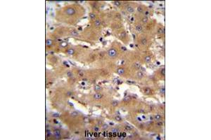 PHF12 Antibody immunohistochemistry analysis in formalin fixed and paraffin embedded human liver tissue followed by peroxidase conjugation of the secondary antibody and DAB staining. (PHF12 anticorps  (C-Term))