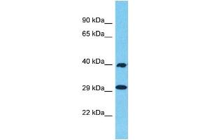 Western Blotting (WB) image for anti-Olfactory Receptor 1N2 (OR1N2) (C-Term) antibody (ABIN2447620) (OR1N2 anticorps  (C-Term))