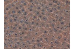 DAB staining on IHC-P; Samples: Mouse Liver Tissue (MIB2 anticorps  (AA 546-784))