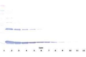 Image no. 5 for anti-Interleukin 1 alpha (IL1A) antibody (ABIN465408) (IL1A anticorps)