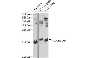 Western blot analysis of extracts of various cell lines, using GABARAP antibody (ABIN6134237, ABIN6140873, ABIN6140876 and ABIN6217999) at 1:1000 dilution. (GABARAP anticorps  (AA 1-100))