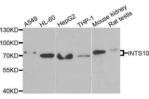 Western blot analysis of extracts of various cells, using INTS10 antibody. (INTS10 anticorps)