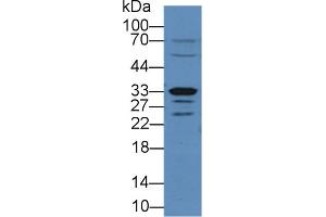 Detection of Arg2 in Rat Small intestine lysate using Polyclonal Antibody to Arginase II (Arg2) (ARG2 anticorps  (AA 23-354))