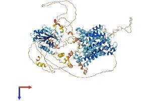 AlphaFold protein structure predicition of Mouse Recombinant Slc4a2 Protein, UniprotID P13808