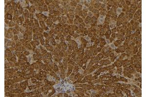 ABIN6273573 at 1/100 staining Rat liver tissue by IHC-P. (ARL11 anticorps  (Internal Region))