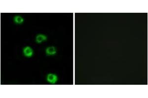 Immunofluorescence analysis of COS7 cells, using LPHN2 Antibody.