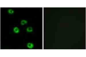 Immunofluorescence analysis of COS7 cells, using LPHN2 Antibody. (LPHN2 anticorps  (AA 551-600))
