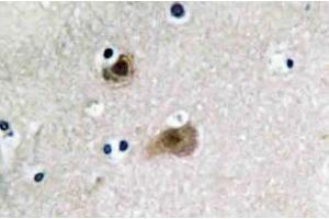 Immunohistochemistry (IHC) analyzes of JAB1 antibody in paraffin-embedded human brain tissue. (COPS5 anticorps)