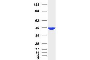 Validation with Western Blot
