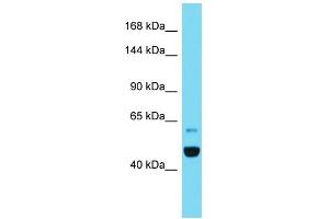 Host: Rabbit  Target Name: Ipo11  Sample Tissue: Rat Pancreas lysates  Antibody Dilution: 1. (Importin 11 anticorps  (C-Term))