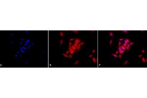 Immunocytochemistry/Immunofluorescence analysis using Rat Anti-GRP94 Monoclonal Antibody, Clone 9G10 (ABIN361653 and ABIN361654).