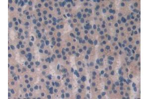 Used in DAB staining on fromalin fixed paraffin- embedded Kidney tissue (FGF15 anticorps  (AA 25-218))