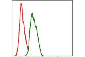 Immunofluorescence analysis of Hela cells using NEDD8 antibody (green). (NEDD8 anticorps)