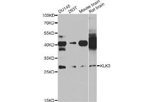 Western blot analysis of extracts of various cell lines, using KLK3 antibody (ABIN5971083) at 1/1000 dilution. (Prostate Specific Antigen anticorps)