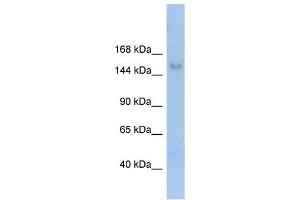 MOV10L1 antibody used at 1 ug/ml to detect target protein.