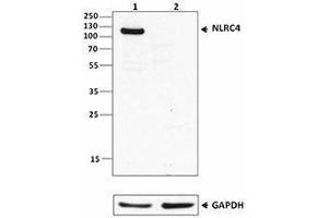 Western Blotting (WB) image for anti-NLR Family, CARD Domain Containing 4 (NLRC4) antibody (ABIN2665296) (NLRC4 anticorps)