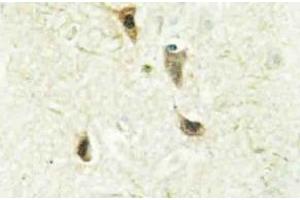 Immunohistochemistry analysis of DEC2 Antibody in paraffin-embedded human brain tissue. (BHLHE41 anticorps)