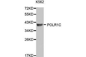 Western blot analysis of extracts of K562 and SW480 cells, using POLR1C antibody. (POLR1C anticorps  (AA 1-200))