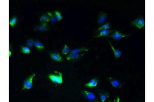 Immunofluorescent analysis of U251 cells using ABIN7146360 at dilution of 1:100 and Alexa Fluor 488-congugated AffiniPure Goat Anti-Rabbit IgG(H+L) (SLC25A25 anticorps  (AA 1-189))
