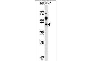 Western blot analysis in MCF-7 cell line lysates (35ug/lane). (ARFIP1 anticorps  (AA 147-176))