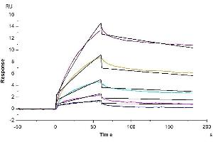 Cynomolgus Serum Albumin, His Tag immobilized on CM5 Chip can bind Cynomolgus/Rhesus macaque FcRn, His Tag with an affinity constant of 0.