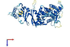 AlphaFold protein structure predicition of Human Recombinant MKKS Protein, UniprotID Q9NPJ1