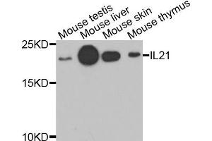 Western blot analysis of extracts of various cells, using IL21 antibody.