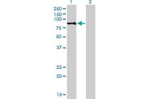 Western Blot analysis of RPS6KA2 expression in transfected 293T cell line by RPS6KA2 monoclonal antibody (M01), clone 1F6.