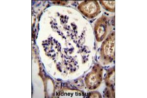 ITGA8 Antibody immunohistochemistry analysis in formalin fixed and paraffin embedded human kidney tissue followed by peroxidase conjugation of the secondary antibody and DAB staining. (ITGA8 anticorps  (C-Term))
