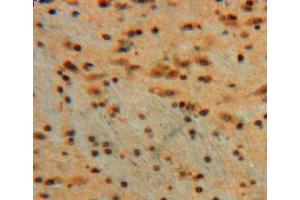 Used in DAB staining on fromalin fixed paraffin-embedded brain tissue (Galectin 3 anticorps  (AA 1-262))