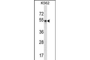 POU3F2 Antibody (Center) (ABIN1538047 and ABIN2848495) western blot analysis in K562 cell line lysates (35 μg/lane).