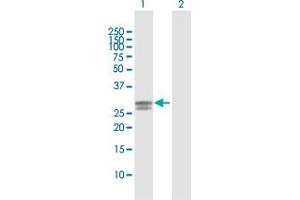 Western Blot analysis of NDUFS3 expression in transfected 293T cell line by NDUFS3 MaxPab polyclonal antibody.