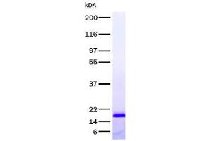 Validation with Western Blot (TNFRSF1A Protéine)
