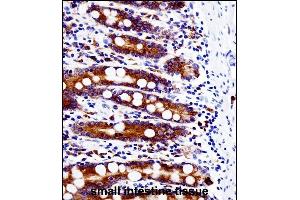 SRC Antibody (N-term) immunohistochemistry analysis in formalin fixed and paraffin embedded human small intestine tissue followed by peroxidase conjugation of the secondary antibody and DAB staining.