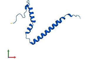 AlphaFold protein structure predicition of Mouse Recombinant Mrps21 Protein, UniprotID P58059