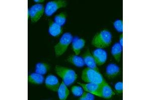 IF analysis of MEK7/MAP2K7 using anti-MEK7/MAP2K7 antibody (ABIN3043875). (MAP2K7 anticorps  (N-Term))